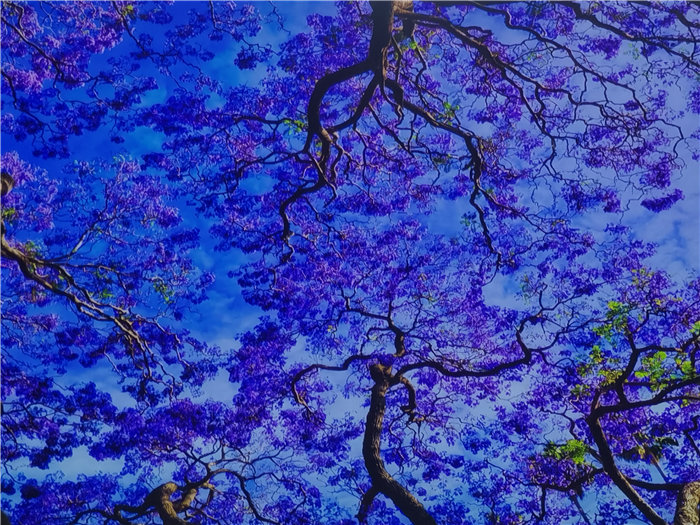 綿陽中旅假日旅行社2025年澳洲暨秋季線路品鑒會(huì)